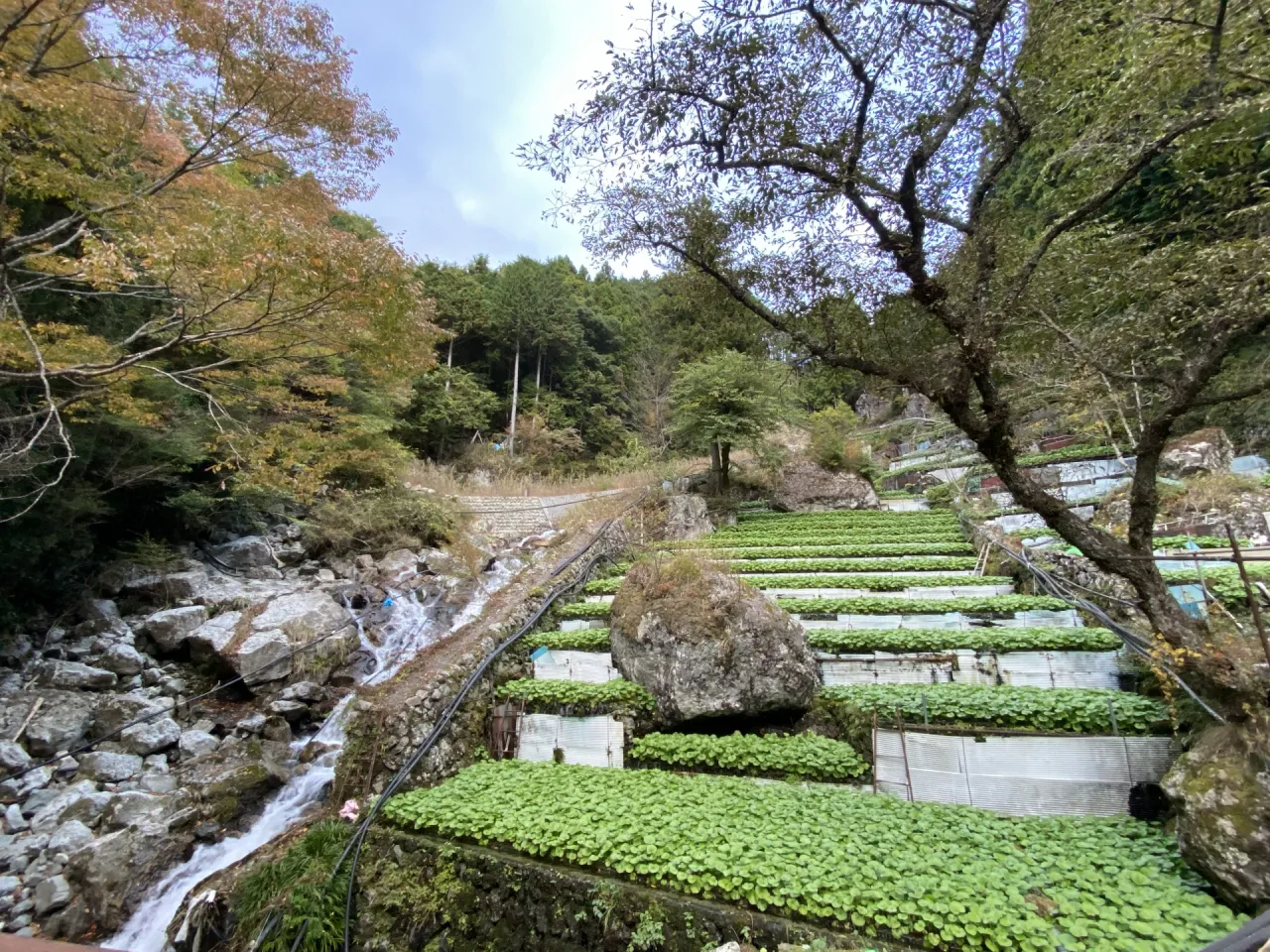 山葵田